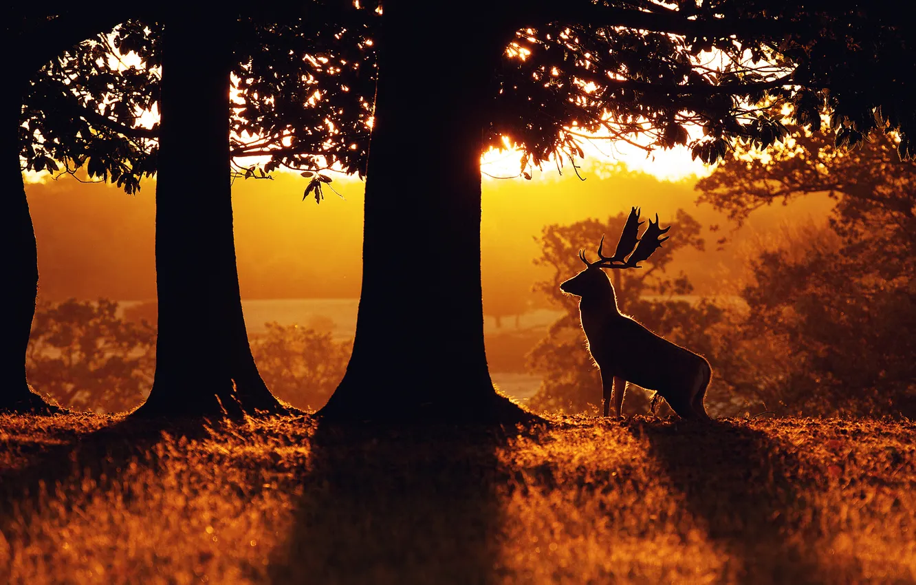 Photo wallpaper forest, the sun, light, trees, fog, Park, dawn, glade