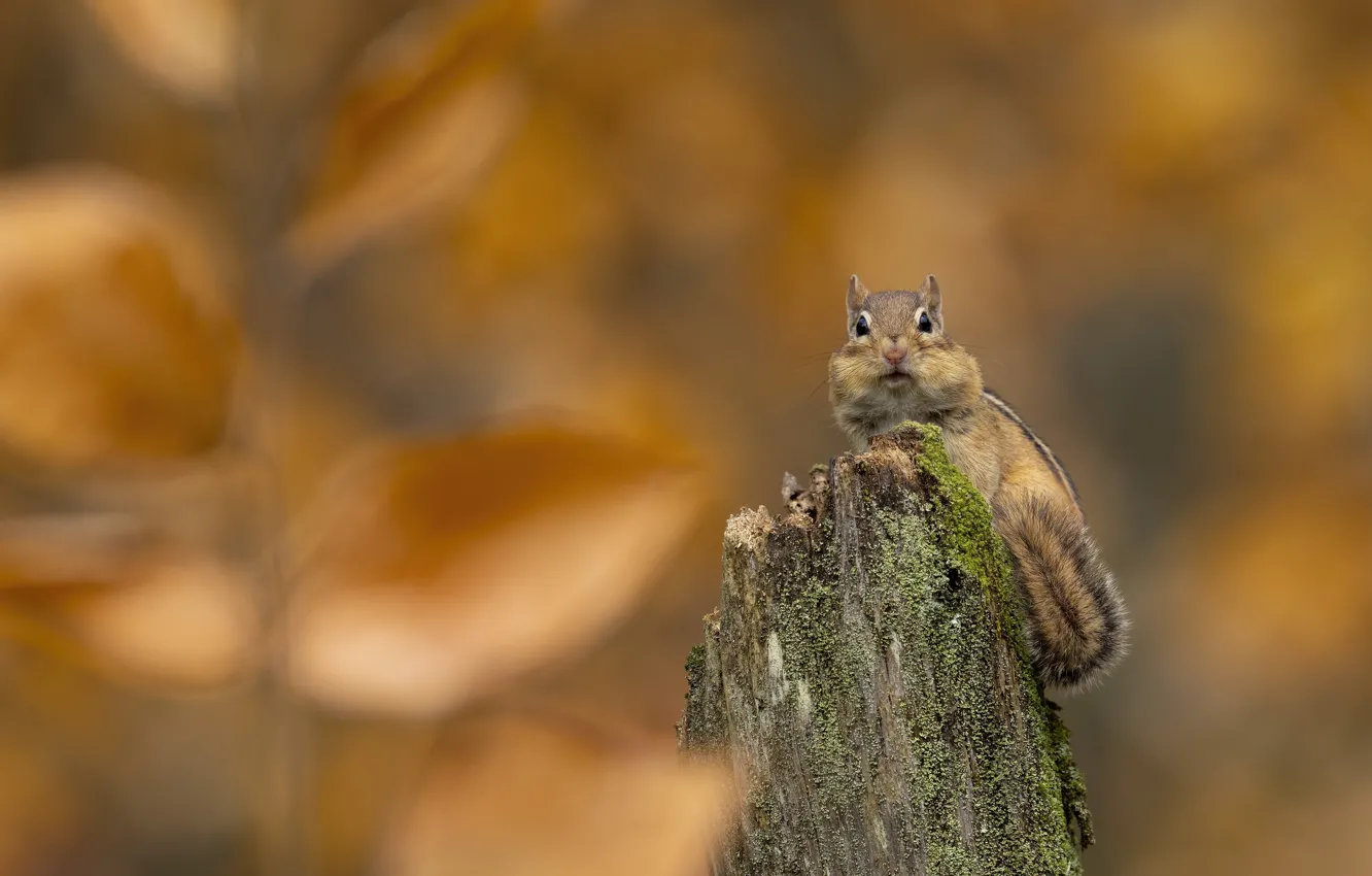 Photo wallpaper autumn, nature, foliage, stump, Chipmunk, yellow background, bokeh, rodent