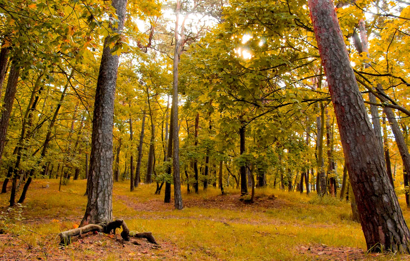 Photo wallpaper forest, park, autumn, fall