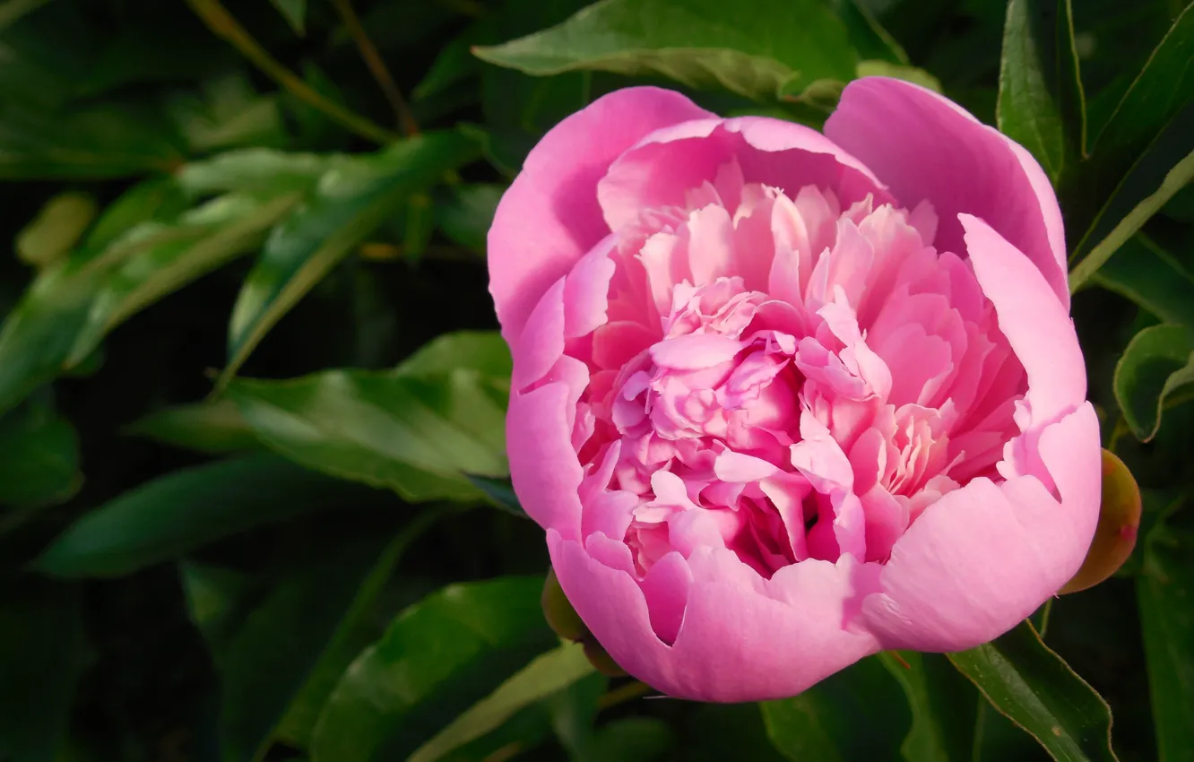 Photo wallpaper may, pink, peonies