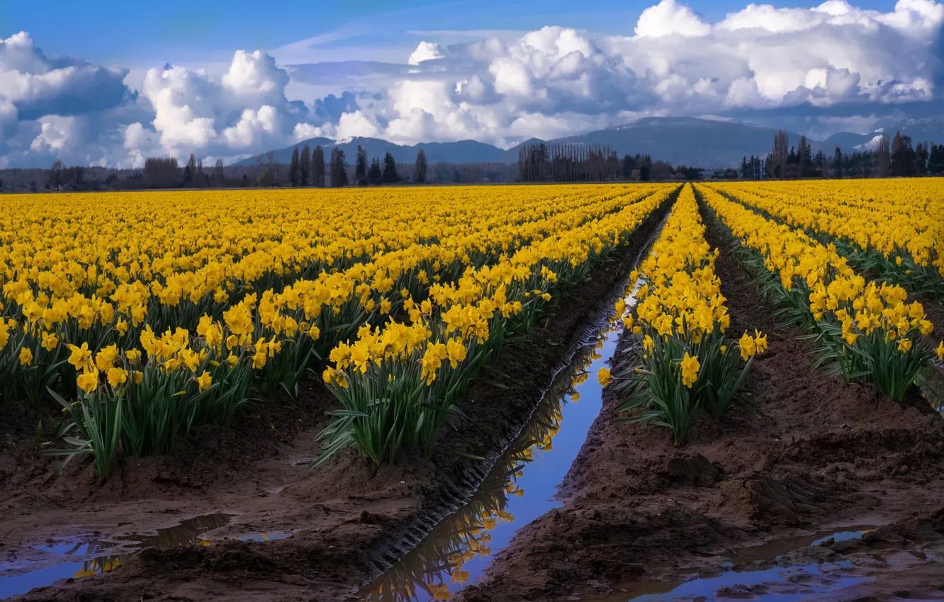 Photo wallpaper field, flowers, spring, daffodils, plantation