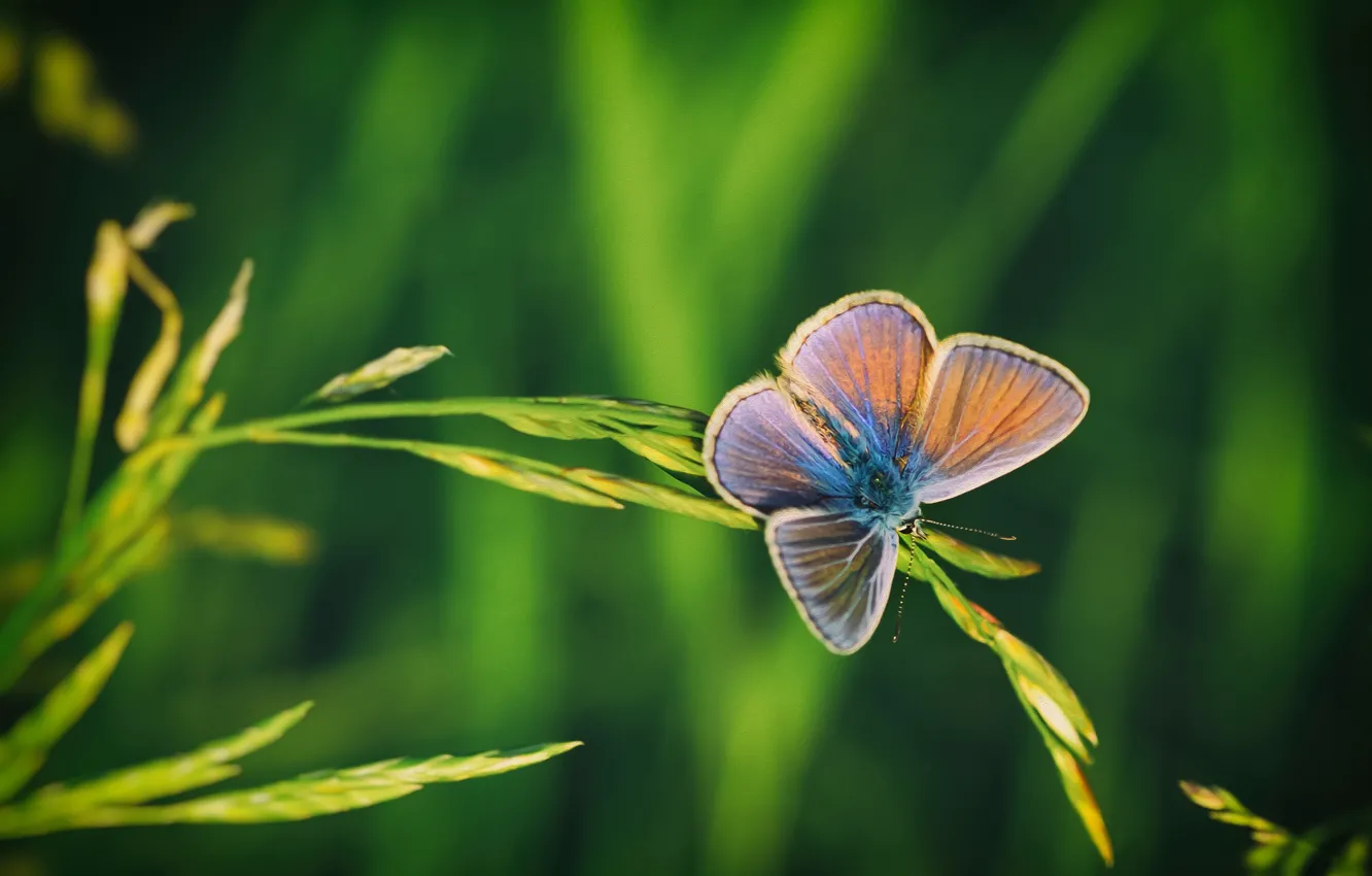 Photo wallpaper summer, macro, nature, butterfly, insect, a blade of grass