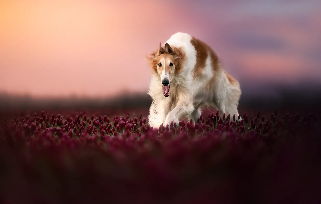 Photo wallpaper dog, tulips, Greyhound