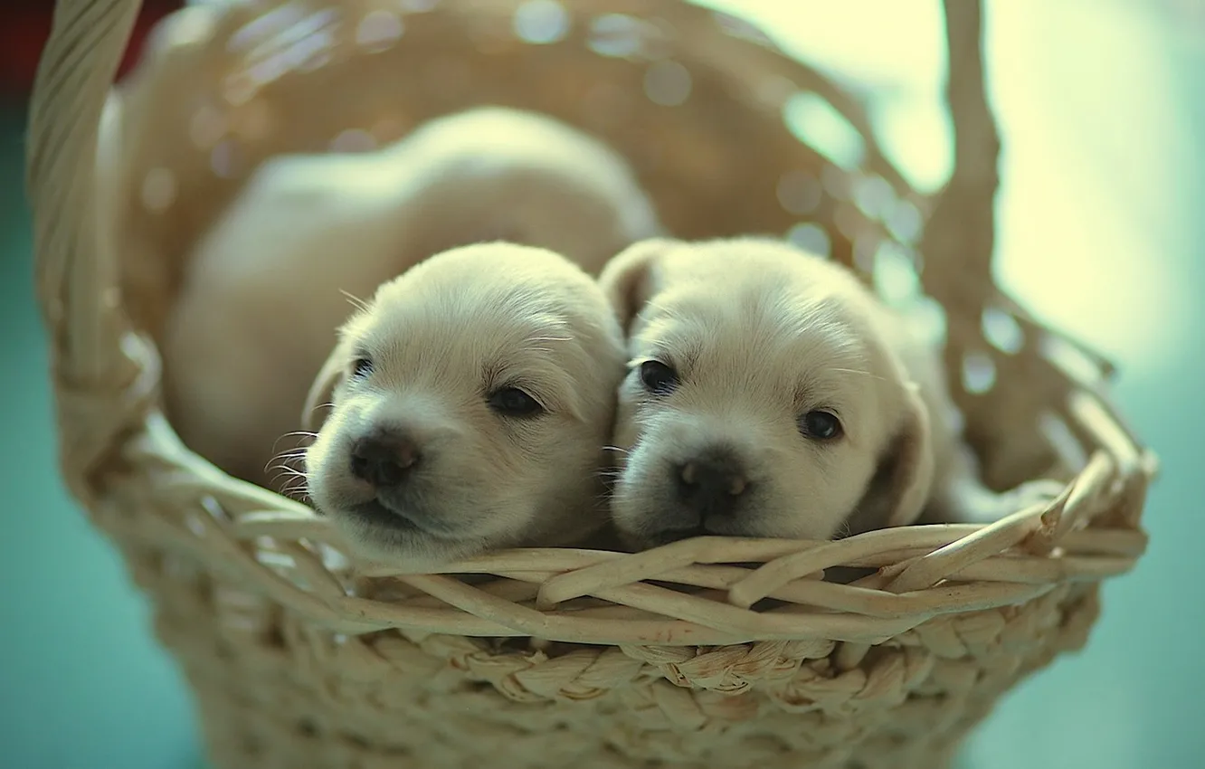 Photo wallpaper basket, dog, puppies