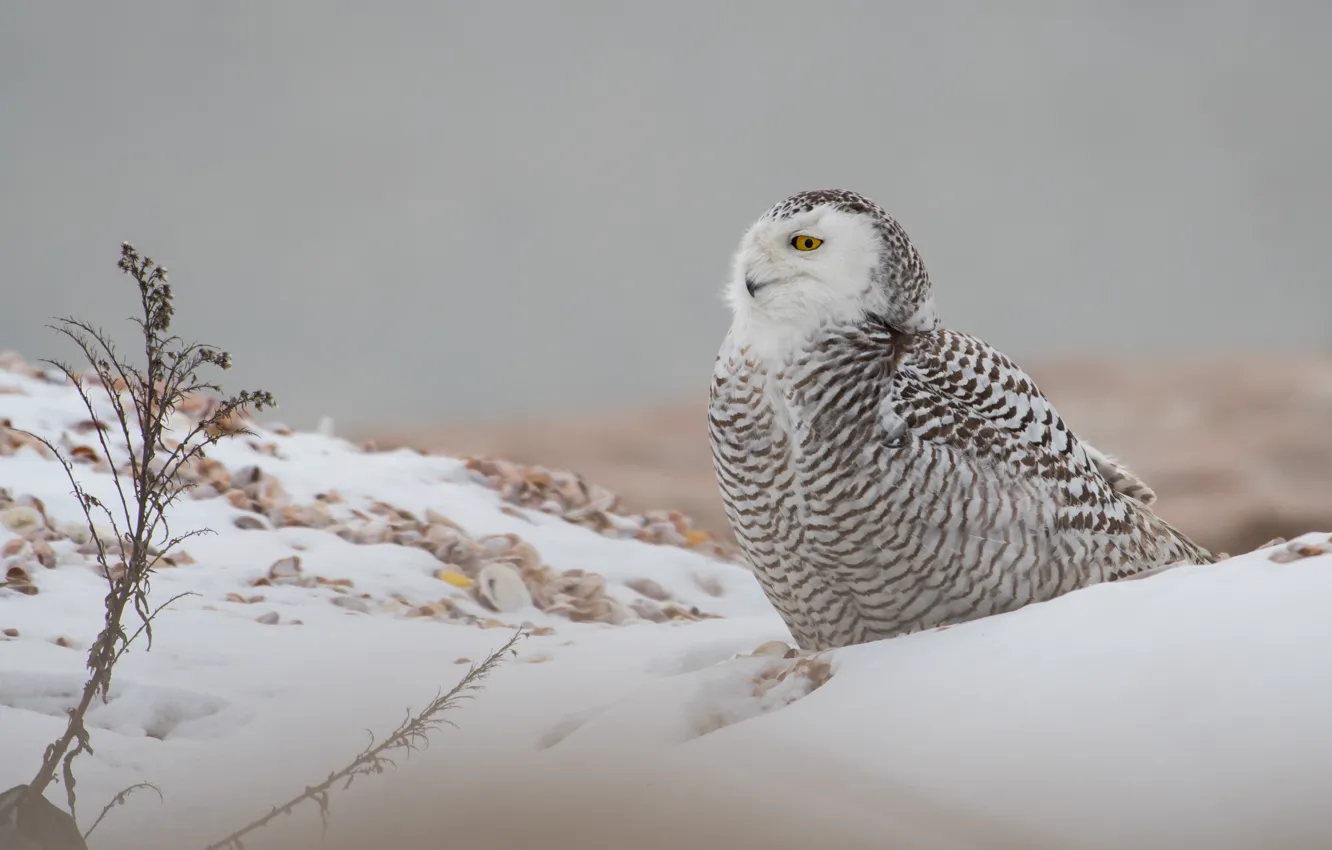 Photo wallpaper winter, white, snow, owl, bird, Arctic, snowy owl, polar