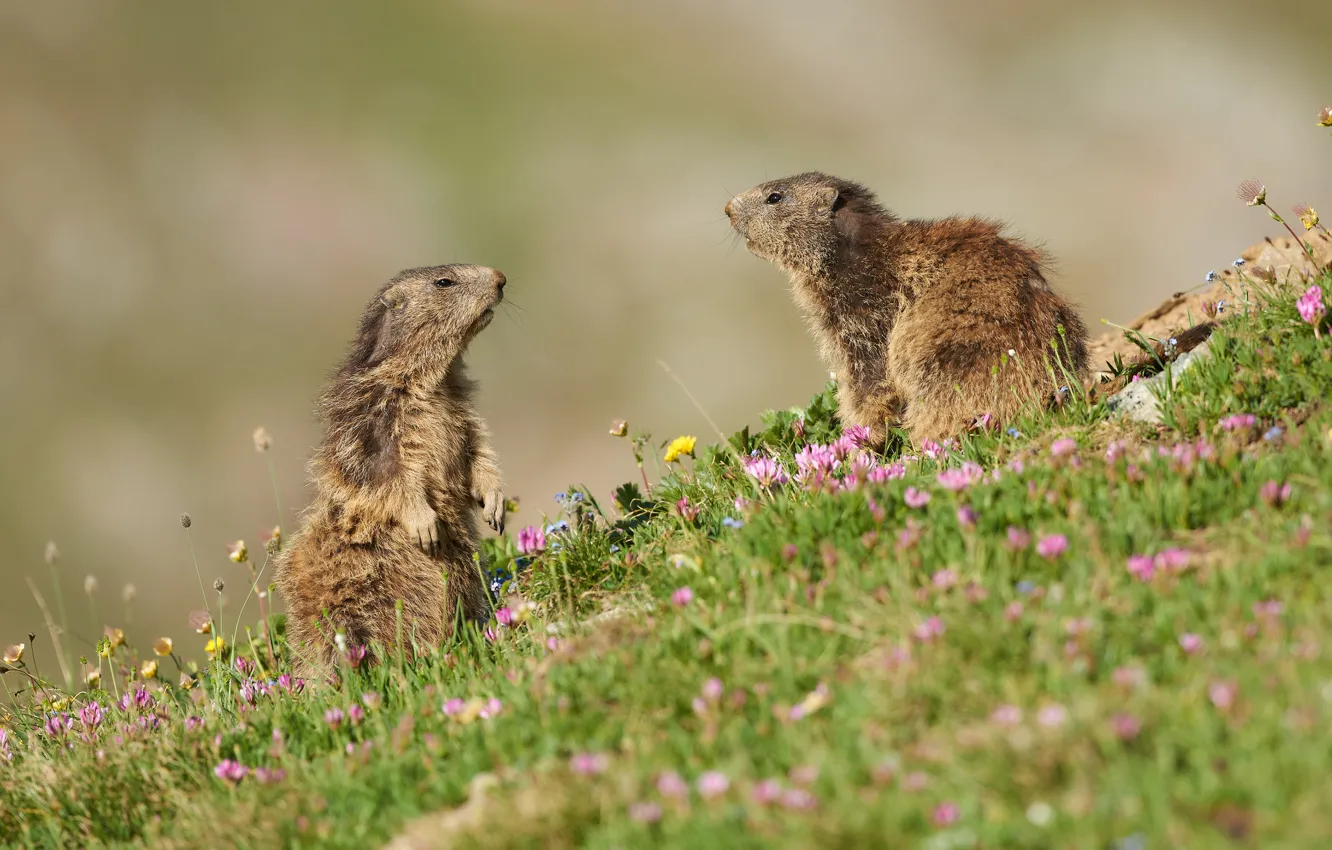 Photo wallpaper summer, grass, flowers, pose, hills, two, slope, meadow
