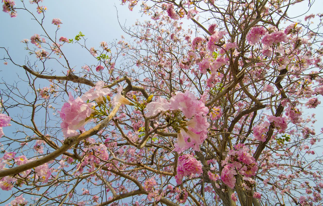 Photo wallpaper flowers, branches, spring, pink, flowering, pink, blossom, flowers