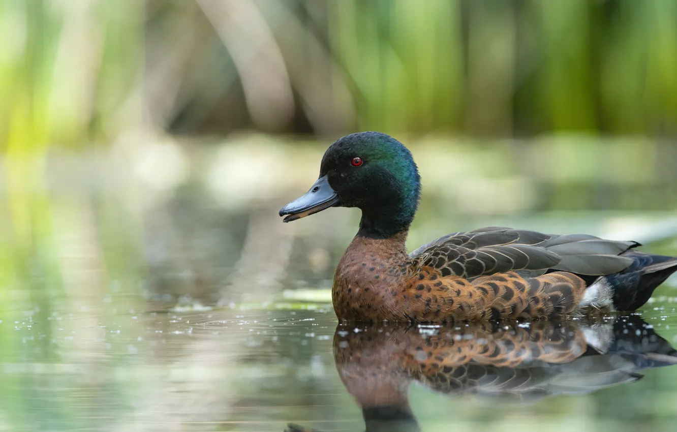 Photo wallpaper bird, duck, pond, swimming