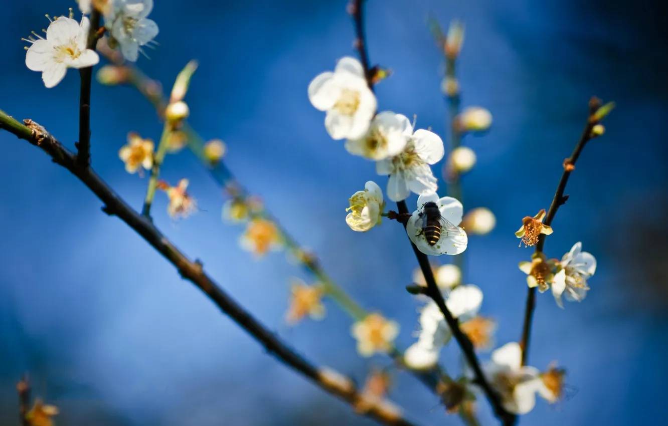 Photo wallpaper flowers, bee, spring, honey, Apple