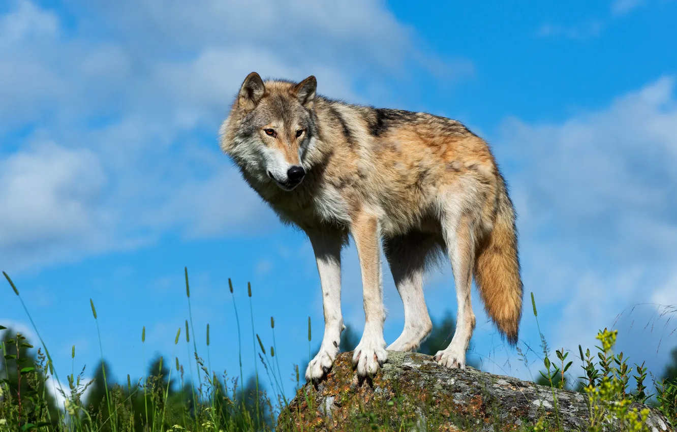 Photo wallpaper the sky, look, pose, stones, wolf