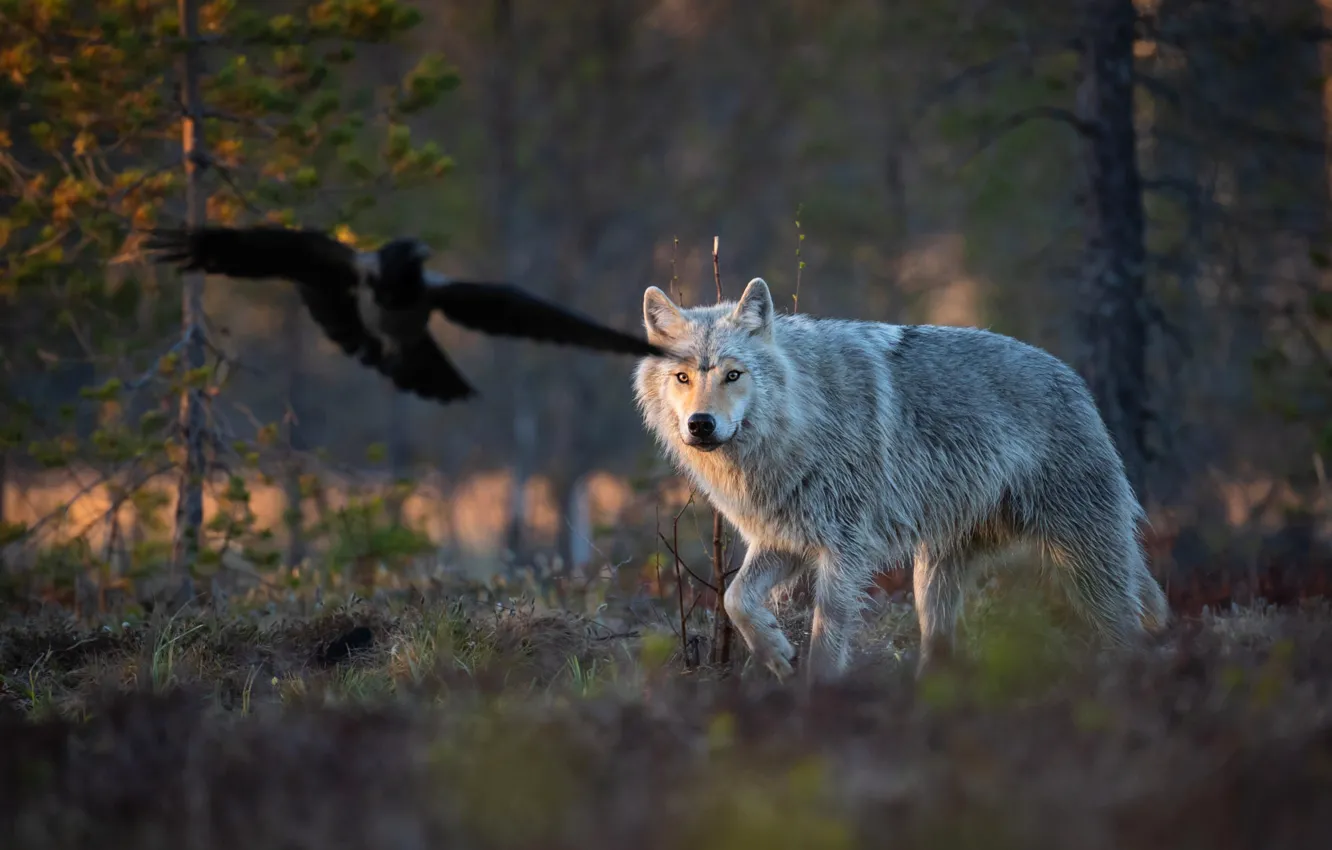 Photo wallpaper forest, look, light, flight, grey, bird, glade, wolf