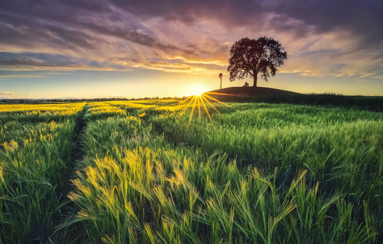 Photo wallpaper field, trees, sunset, people
