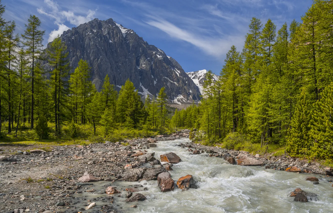 Photo wallpaper forest, trees, mountains, river, Russia, Altay, The Altai mountains, Mount Aktru