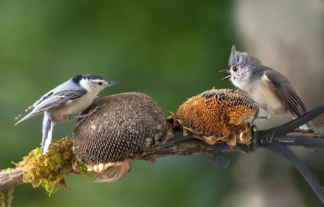 Photo wallpaper sunflowers, branches, nature, bird, tit, feed, nuthatch, Antonina Janowska