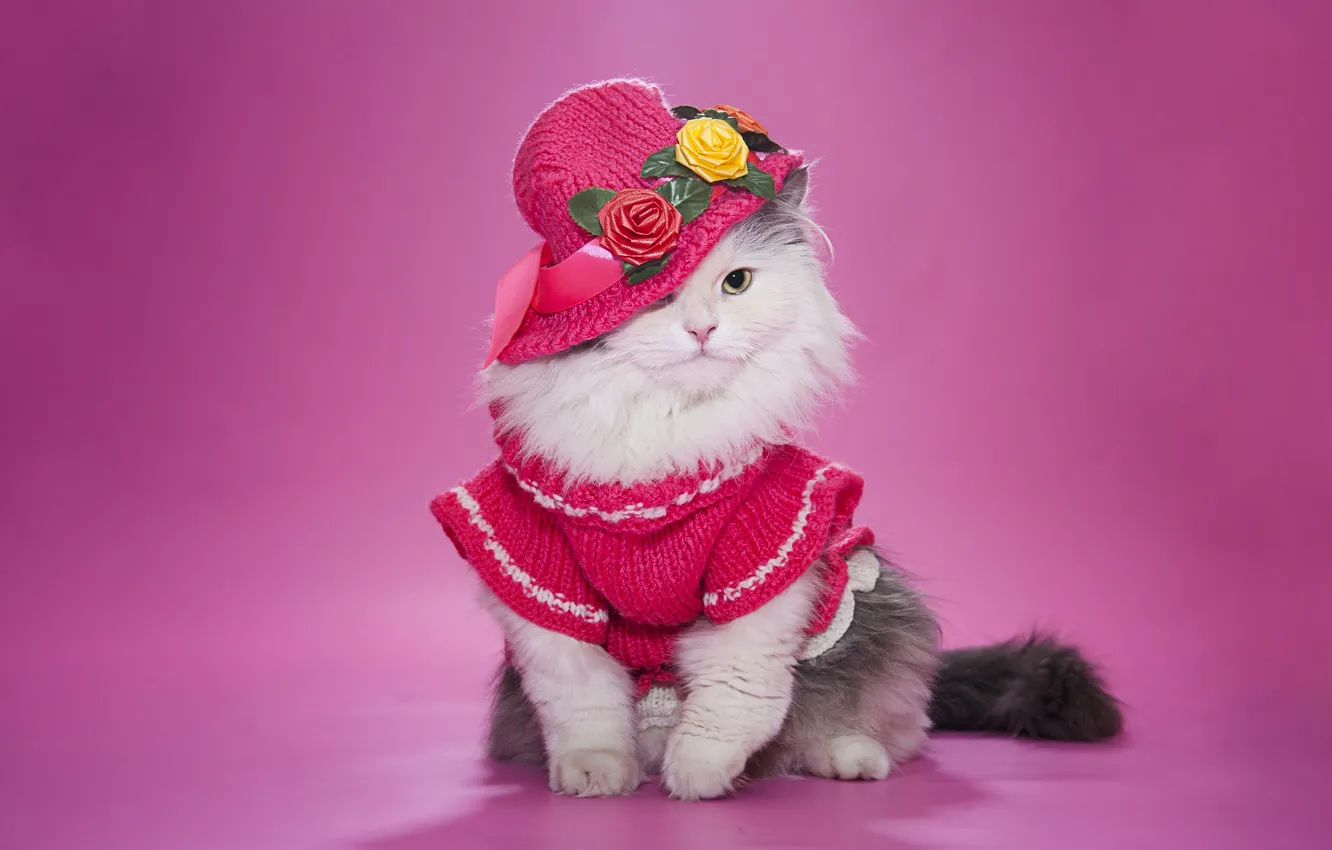Photo wallpaper cat, fluffy, hat