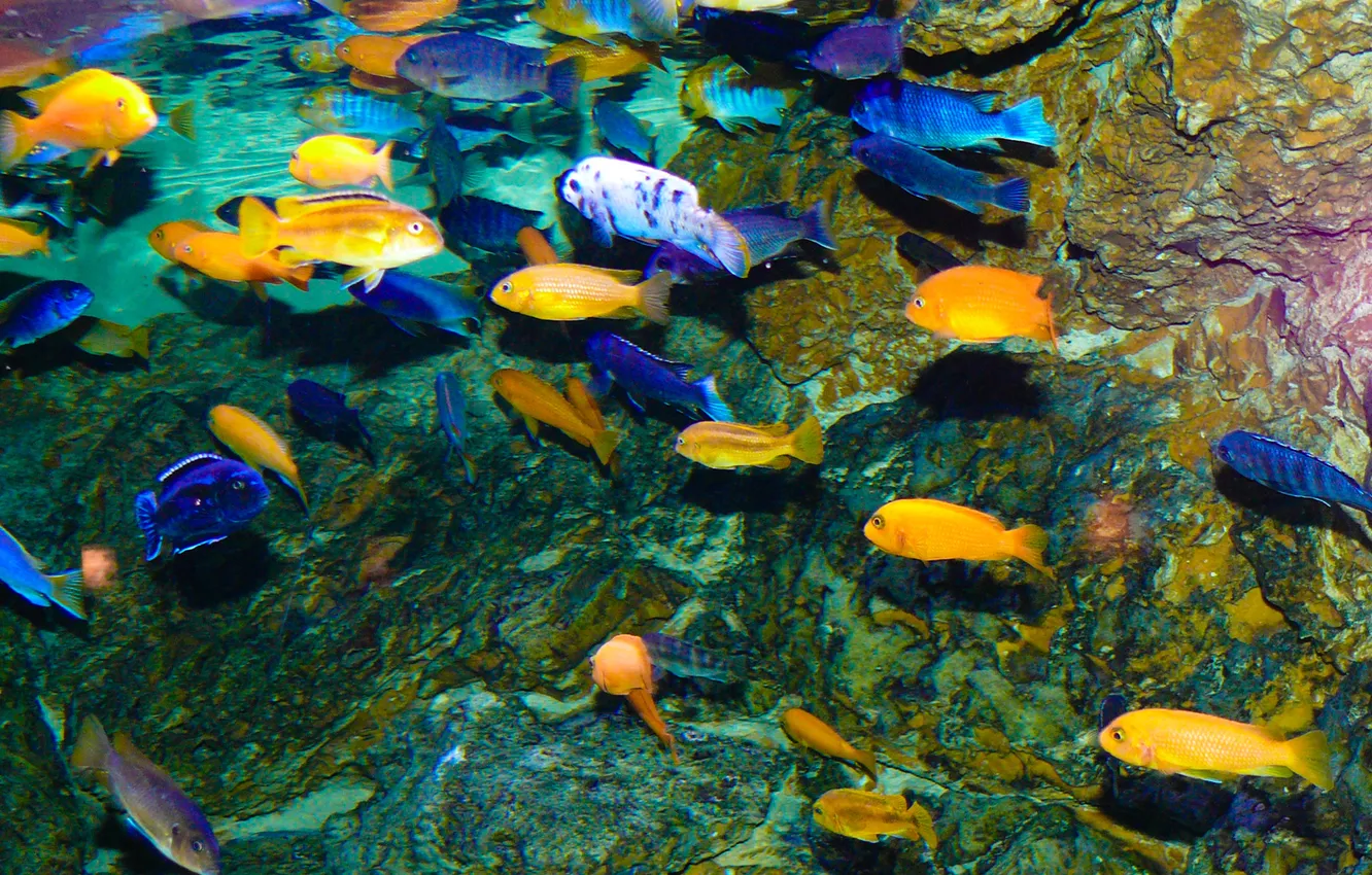 Photo wallpaper lake, fish, underwater world, cichlids, Lake Malawi