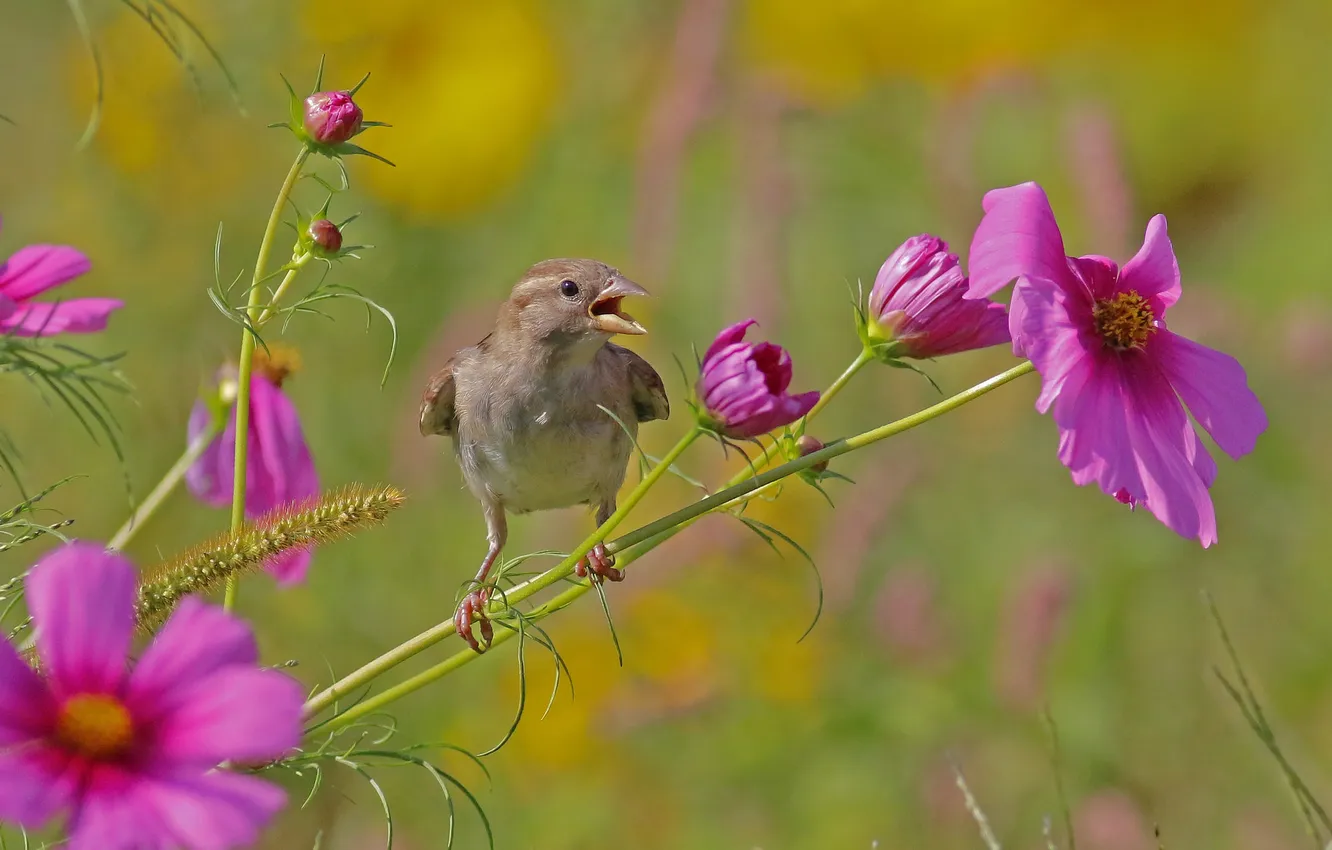 Photo wallpaper flowers, bird, petals, kosmeya