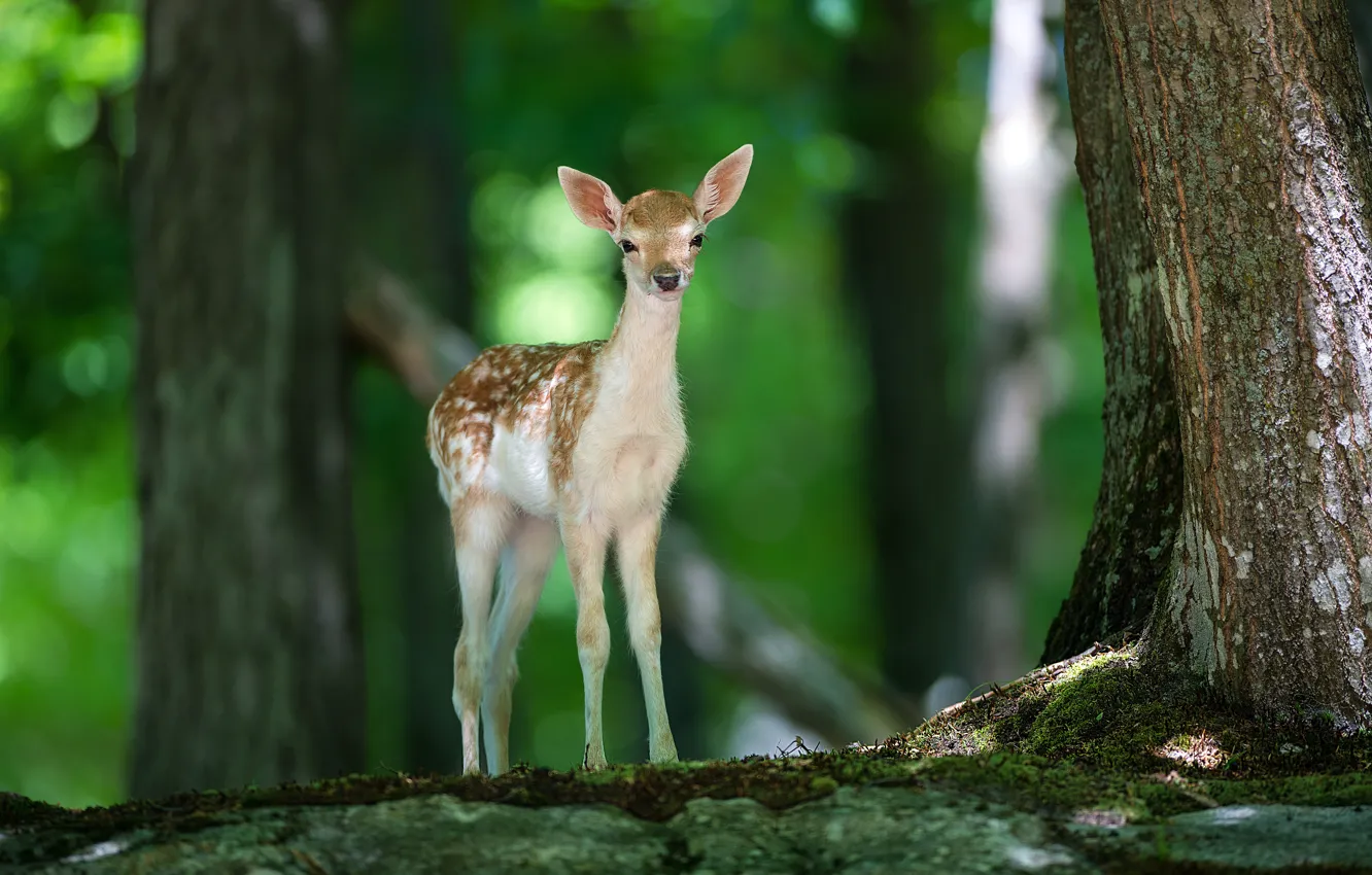Photo wallpaper forest, nature, animal, deer, Bambi, fawn