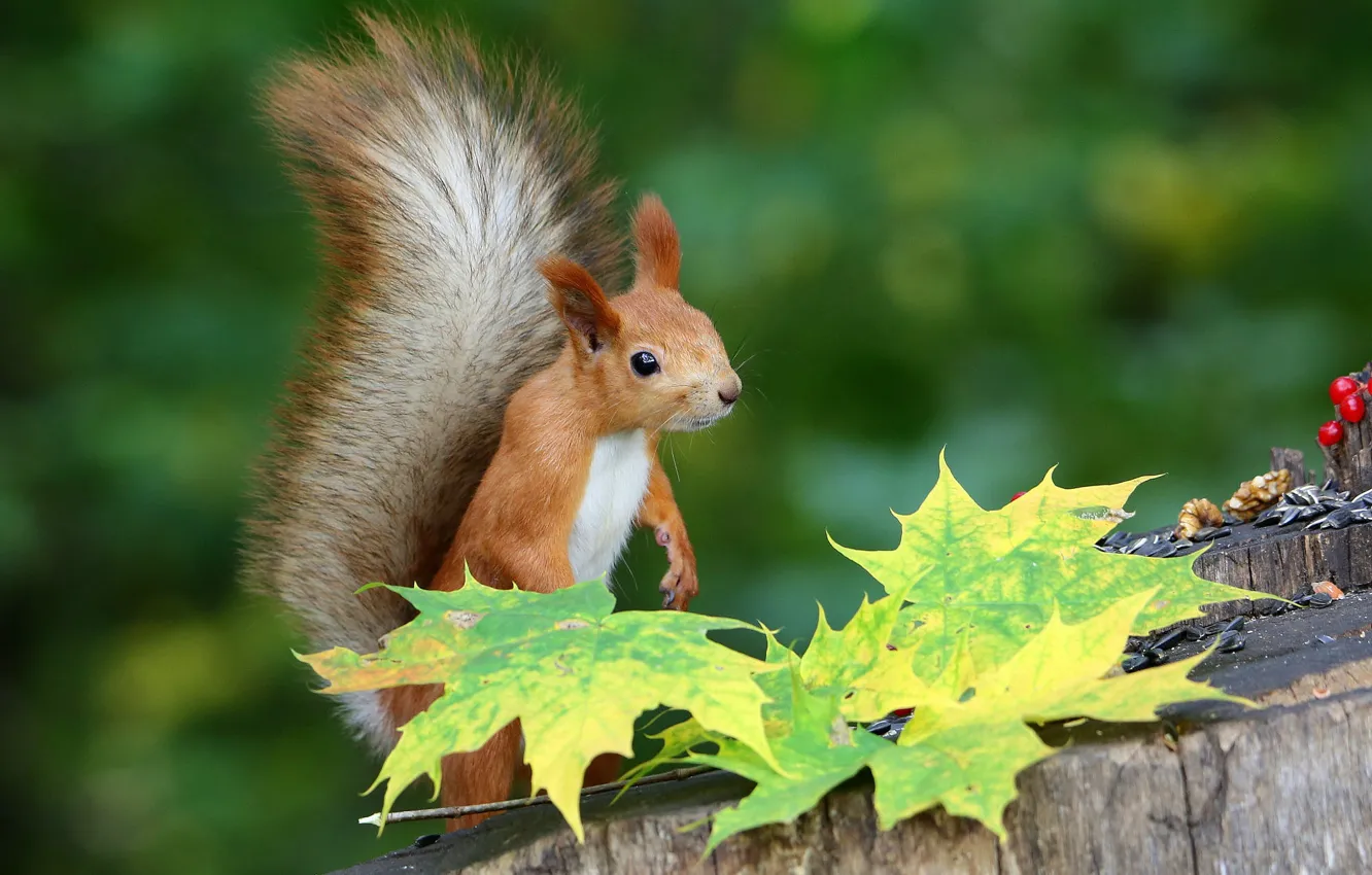 Photo wallpaper autumn, leaves, nature, pose, stump, protein, maple, squirrel