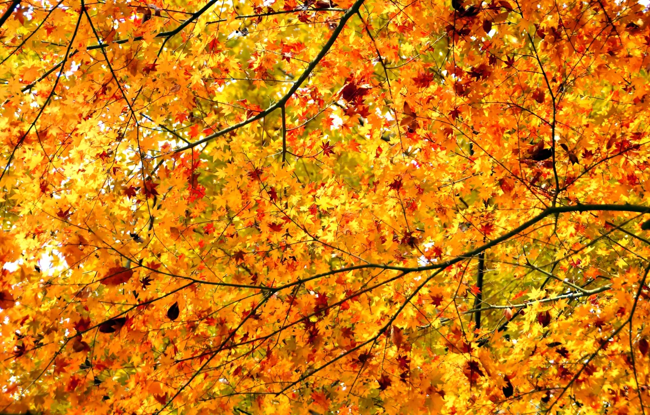 Photo wallpaper autumn, leaves, branches, tree, maple, crown