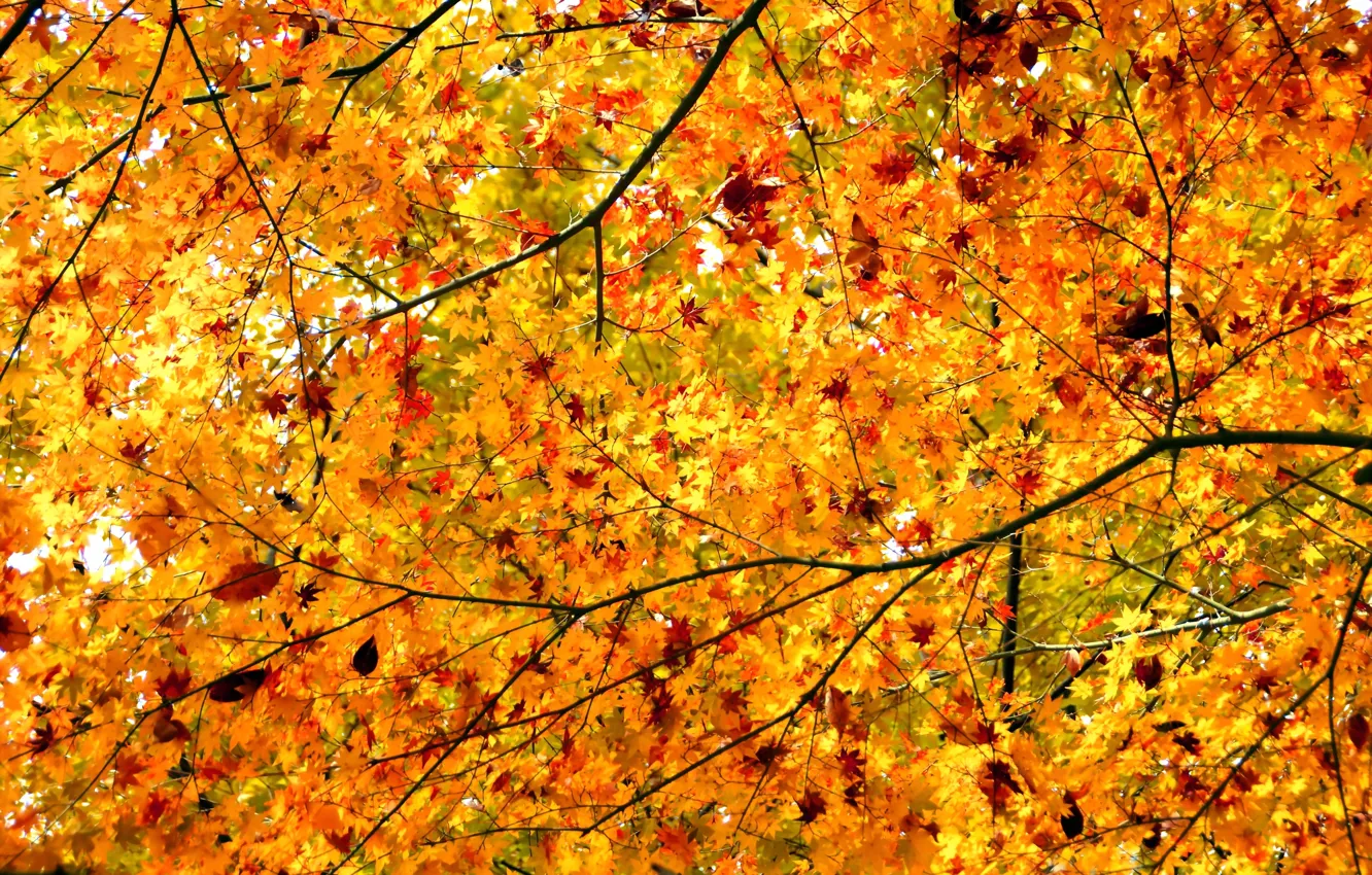 Photo wallpaper autumn, leaves, trees, branches, maple, crown