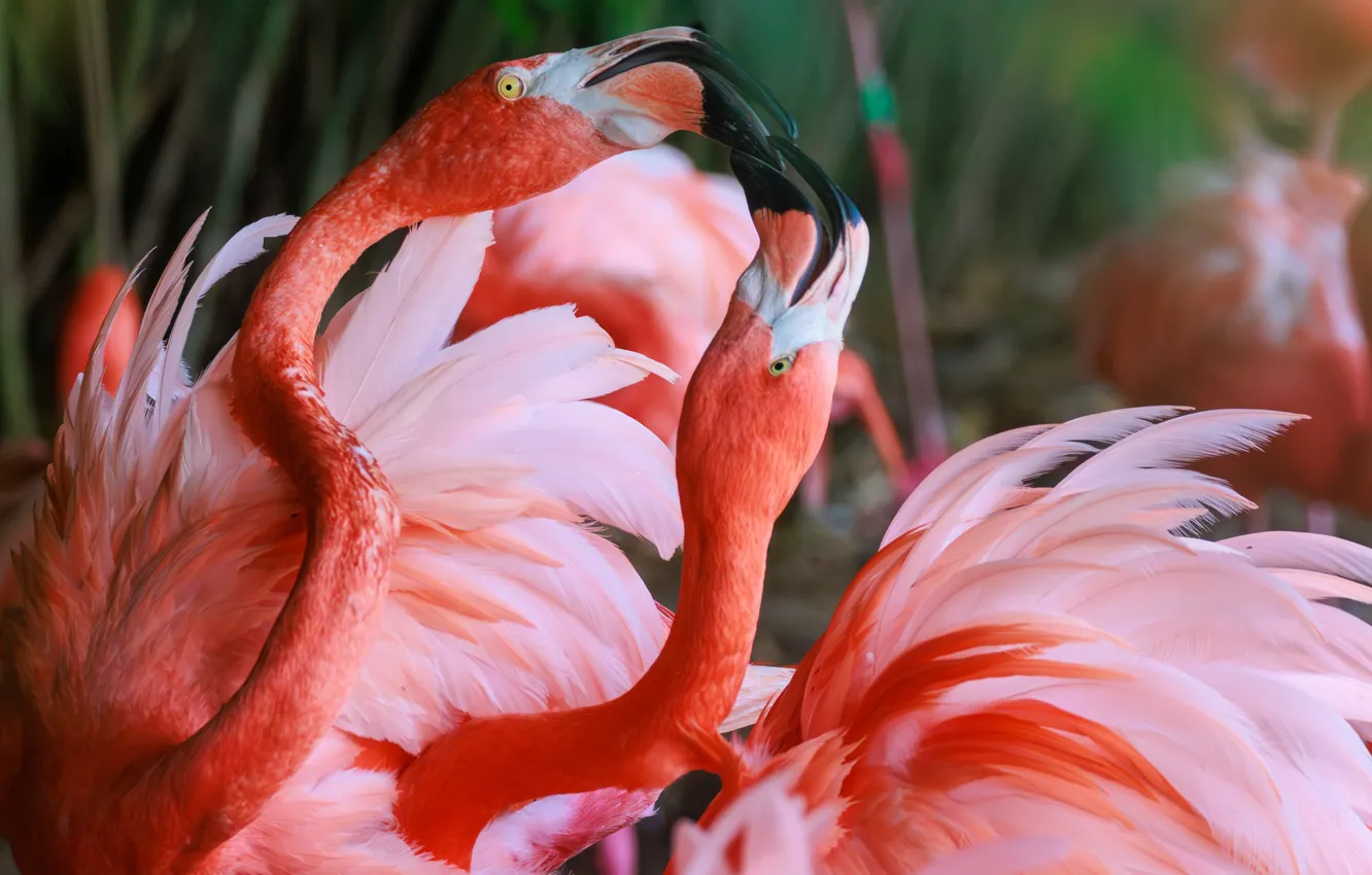 Photo wallpaper birds, kiss, feathers, a couple, Flamingo, neck