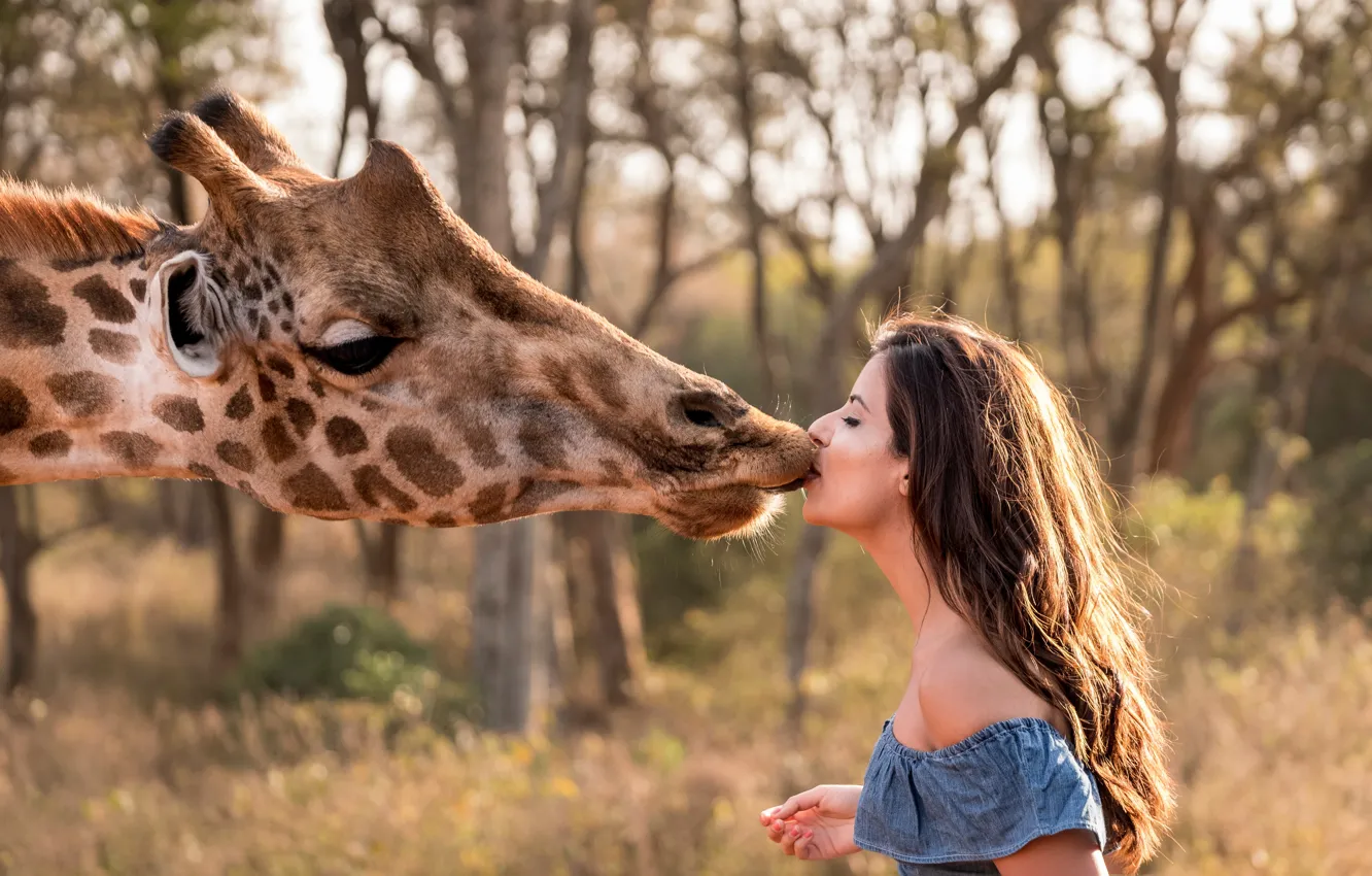 Photo wallpaper face, girl, kiss, giraffe, Africa, Africa, giraffe, Kenya