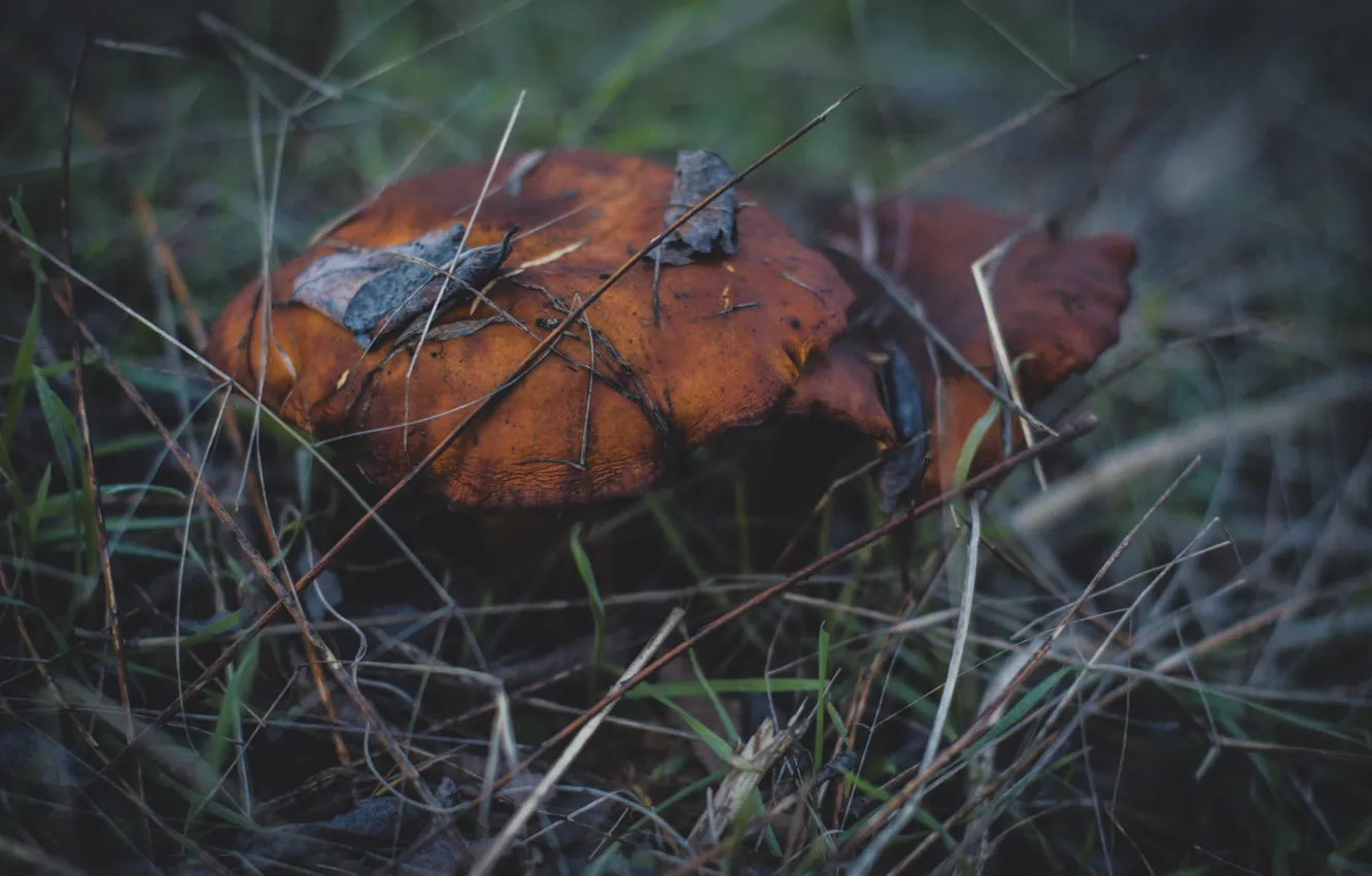Photo wallpaper cold, autumn, forest, mushroom