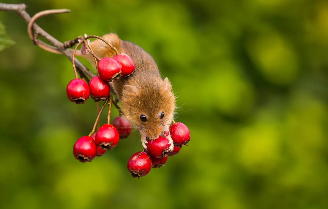Photo wallpaper background, branch, mouse, rodent, Harvest Mouse, apples, The mouse is tiny