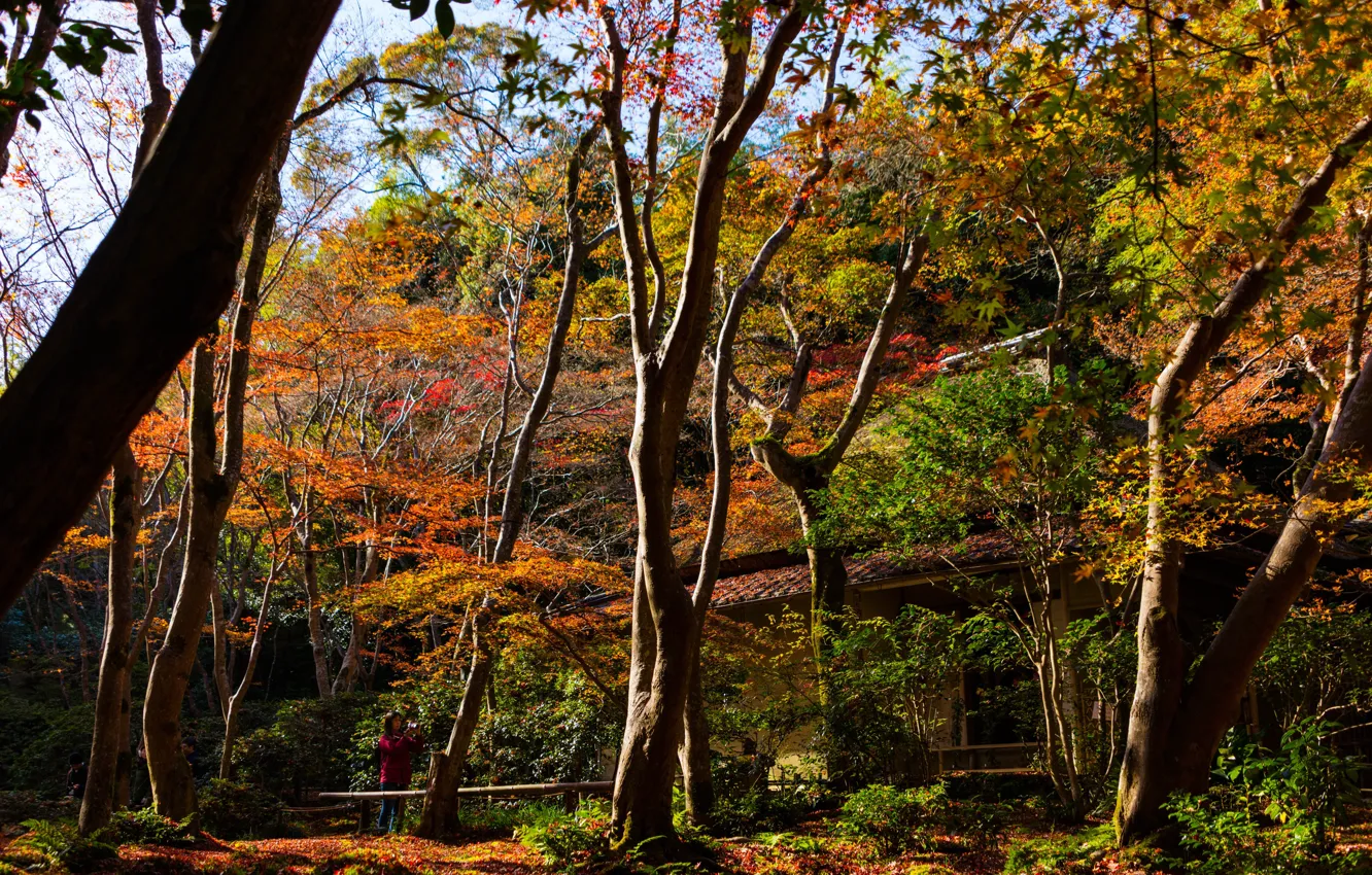 Photo wallpaper autumn, the sun, trees, Park, Japan, Kyoto, Sagano