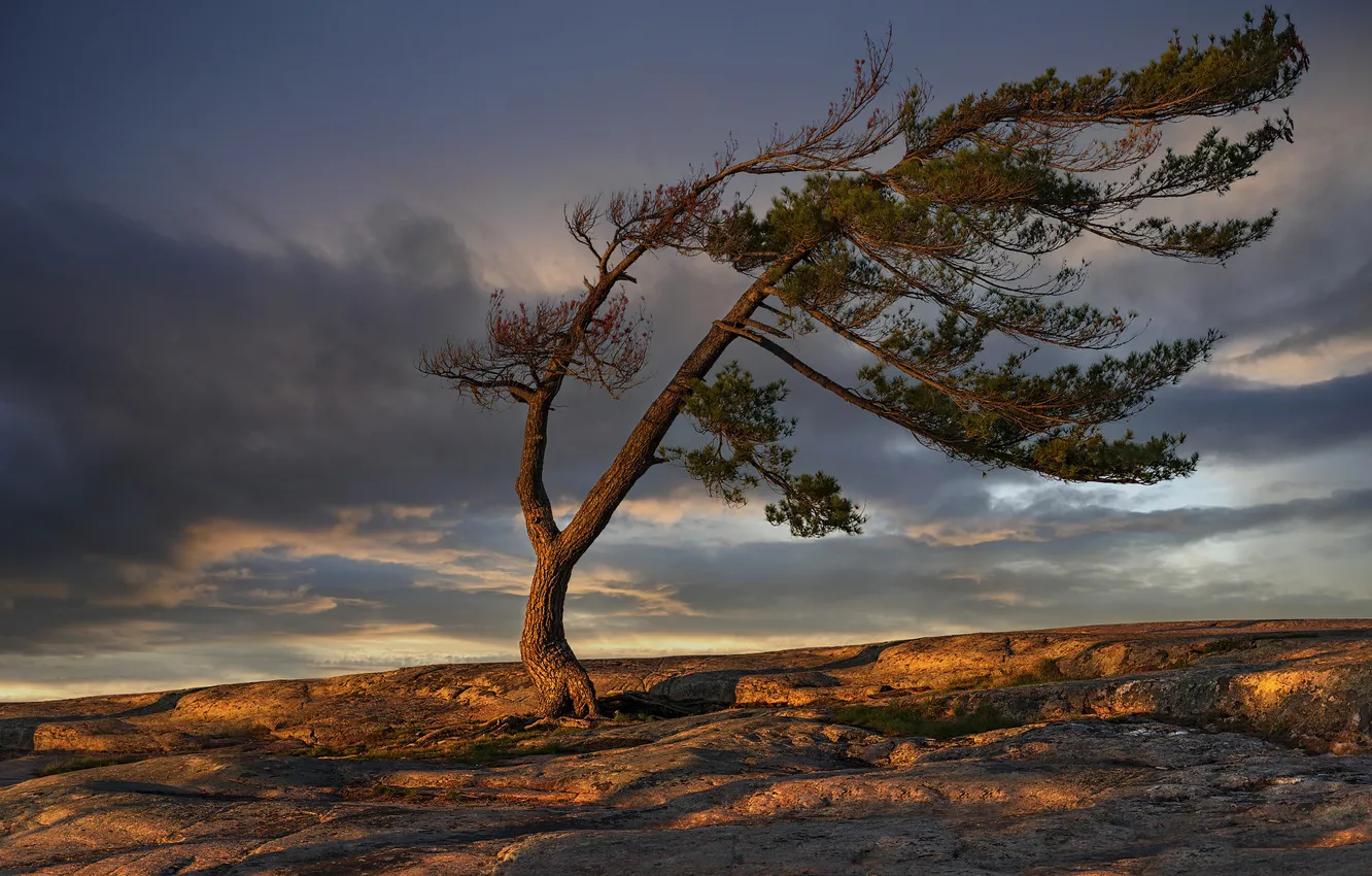 Photo wallpaper field, the sky, light, trees, clouds, stones, branch, tilt