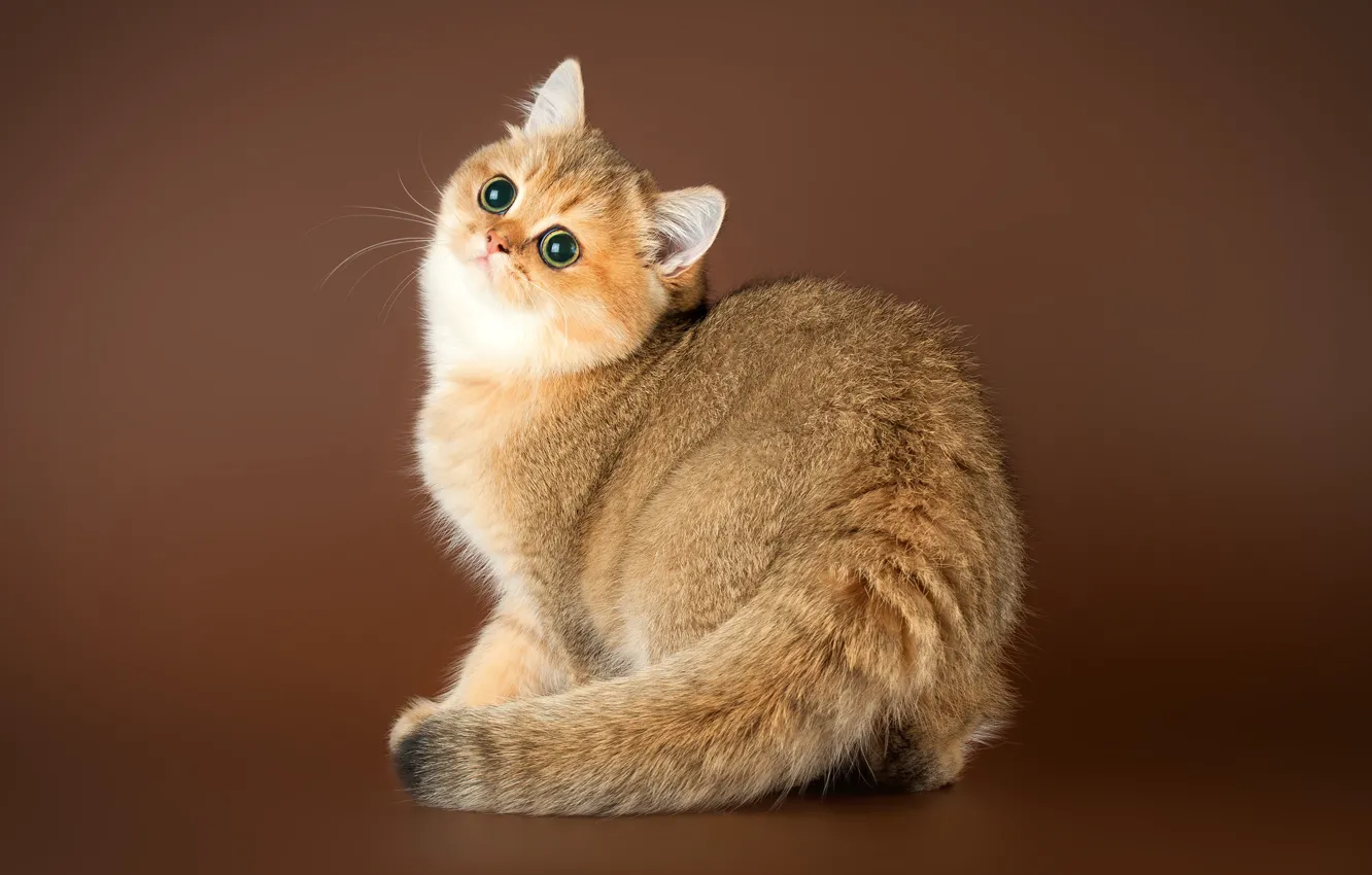 Photo wallpaper cat, look, tail, kitty, British, brown background, chinchilla, Golden chinchilla