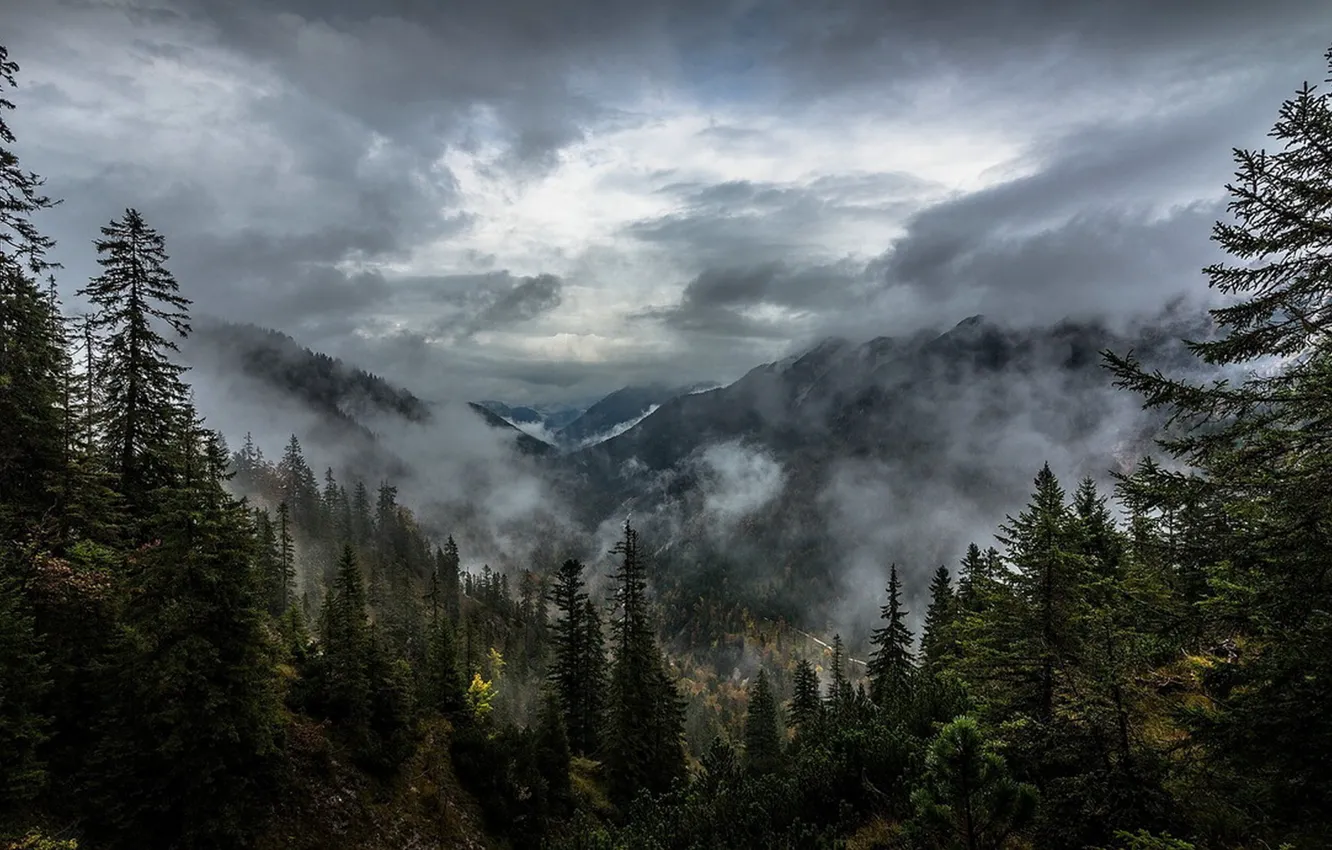 Photo wallpaper forest, the sky, clouds, trees, mountains, nature, fog