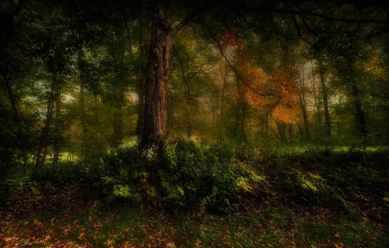 Photo wallpaper autumn, forest, thickets, twilight