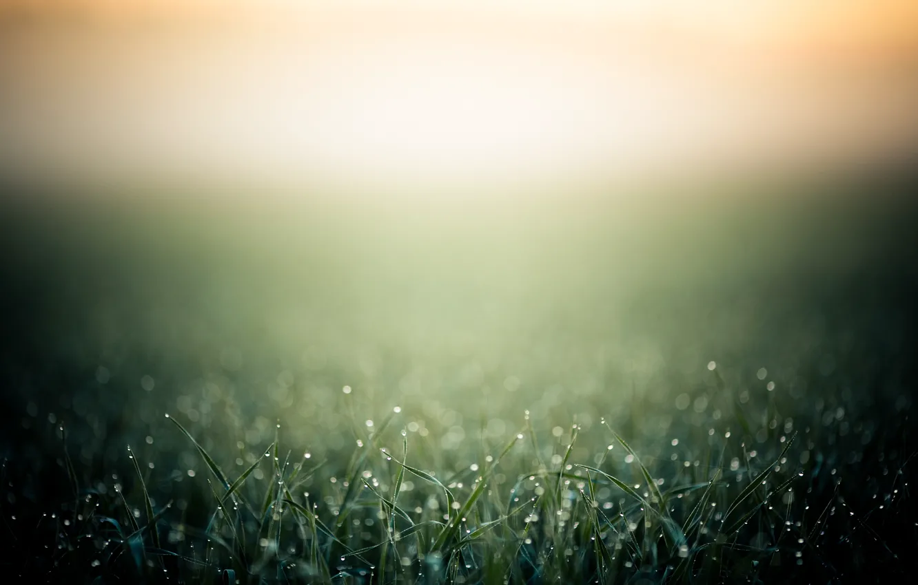 Photo wallpaper grass, drops, macro, Rosa, heat, background, morning