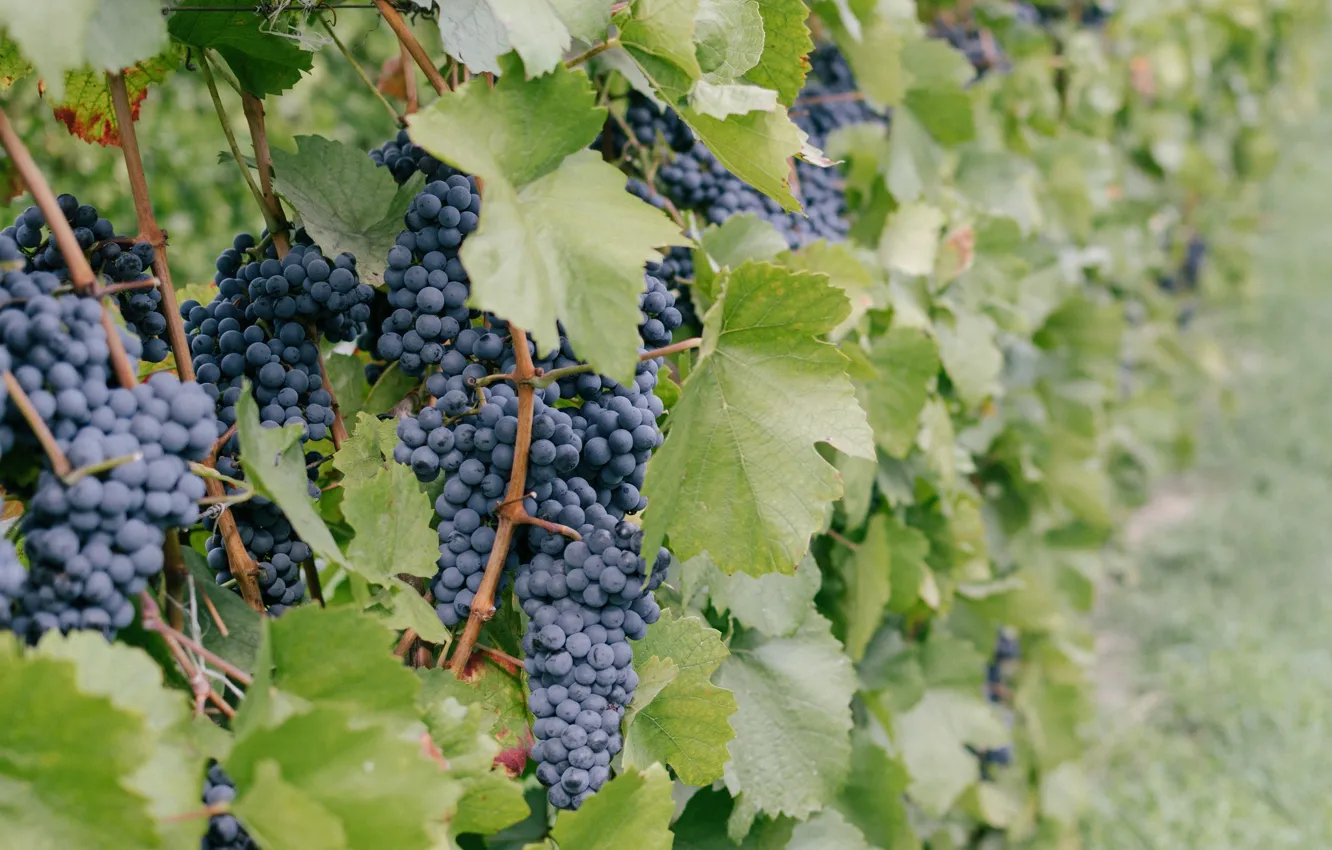 Photo wallpaper Nature, vineyard, Grapes, Clusters