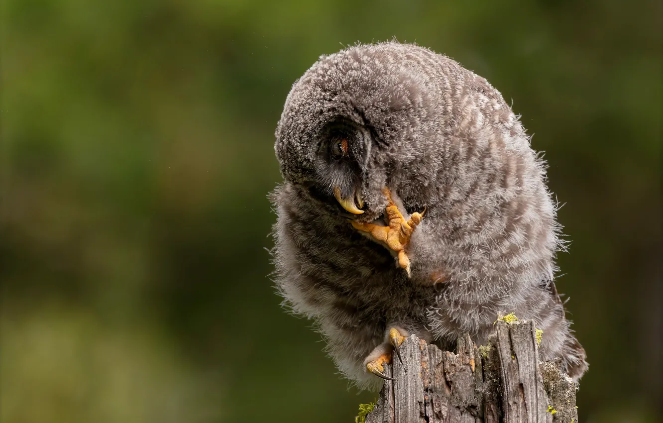 Photo wallpaper pose, background, owl, bird, stump, legs, claws, bokeh