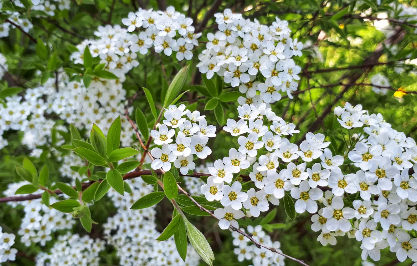 Photo wallpaper nature, flowering, white color, Spiraea