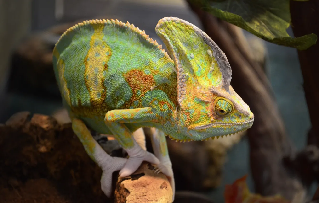 Photo wallpaper animals, lizard, exotic, terrarium, reptiles, Yemen chameleon