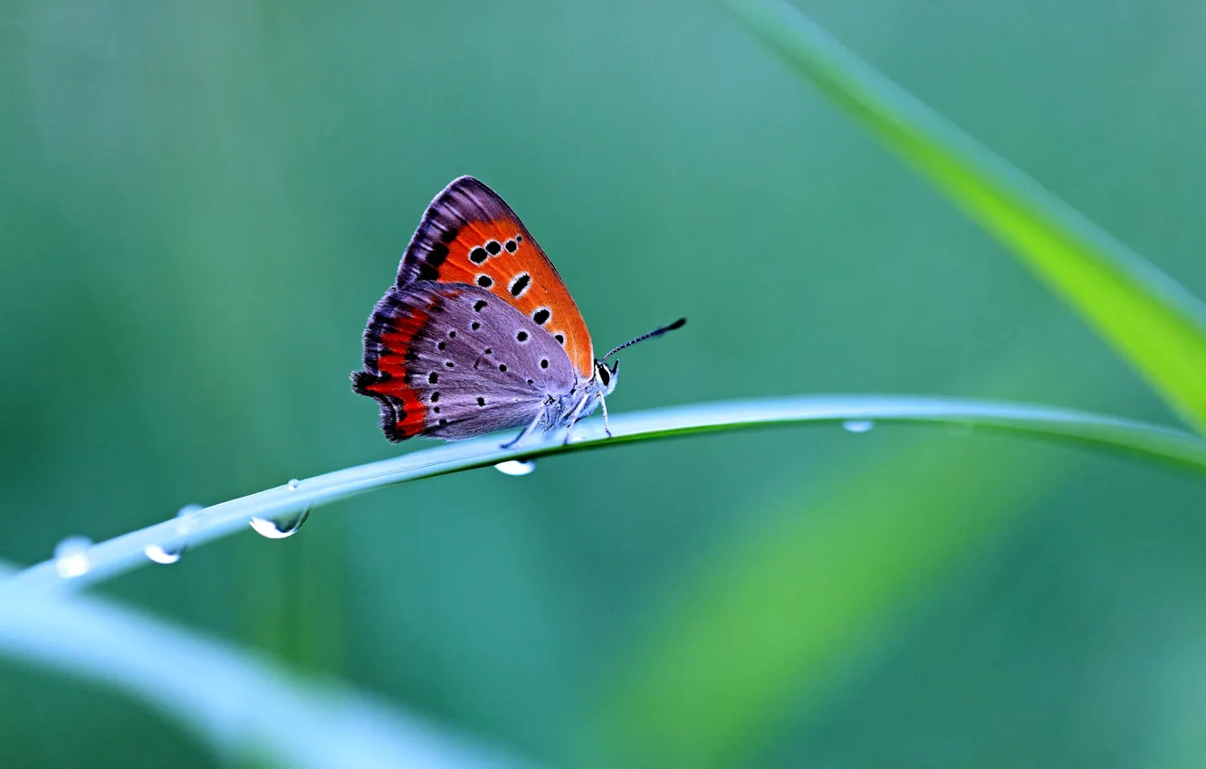 Photo wallpaper grass, drops, butterfly, contrast