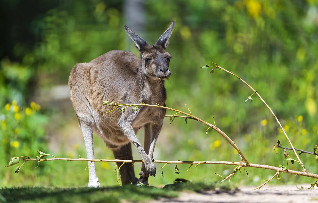 Photo wallpaper branches, kangaroo, ©Tambako The Jaguar