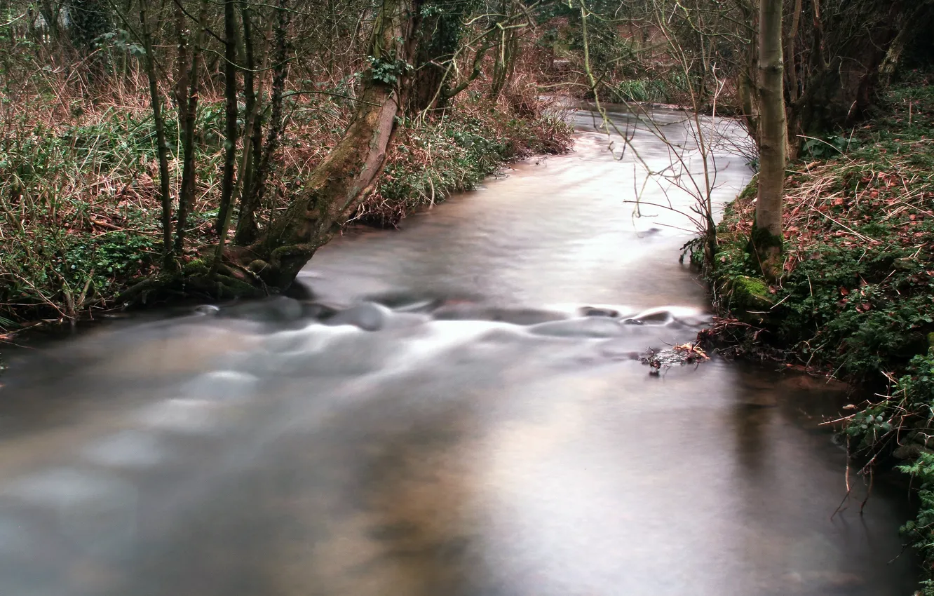 Photo wallpaper forest, Park, river