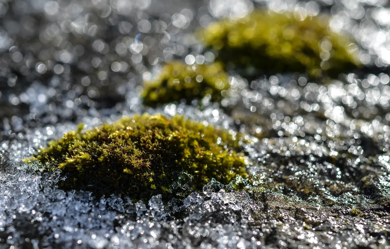 Photo wallpaper ice, macro, glare, Shine, moss, ice