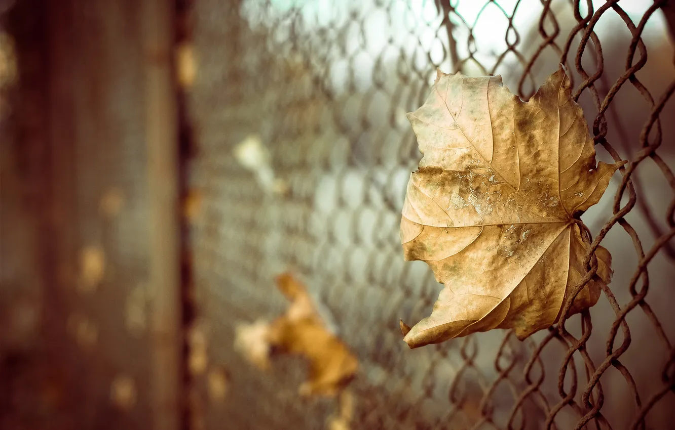 Photo wallpaper autumn, leaves, macro, mesh, the fence, bokeh