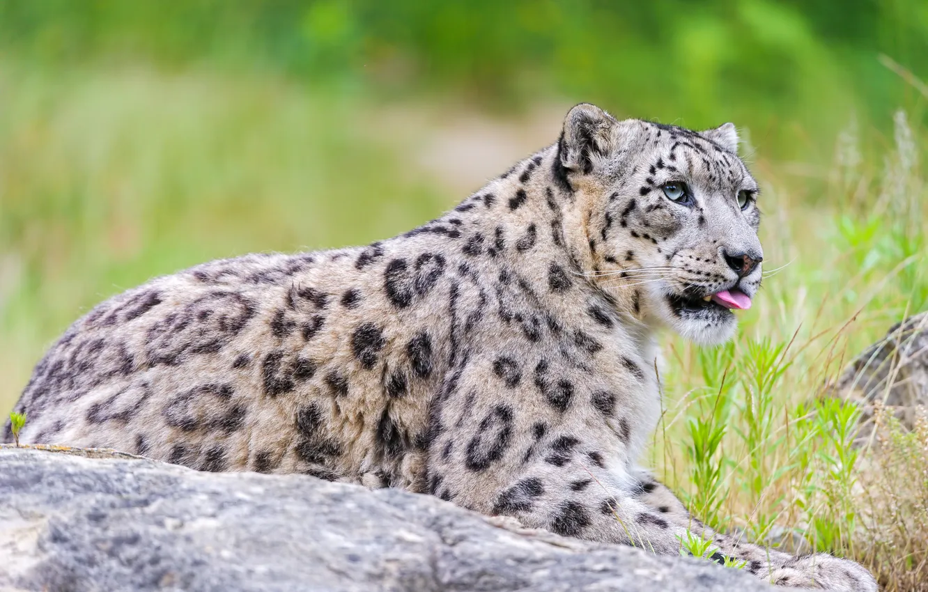 Photo wallpaper language, predator, leopard, IRBIS, snow leopard
