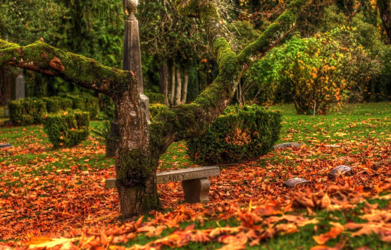 Photo wallpaper autumn, leaves, tree, cemetery, monuments