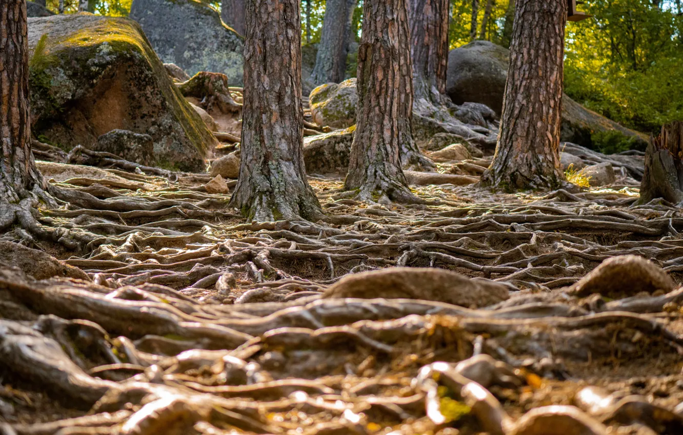 Photo wallpaper forest, roots, posts, Krasnoyarsk