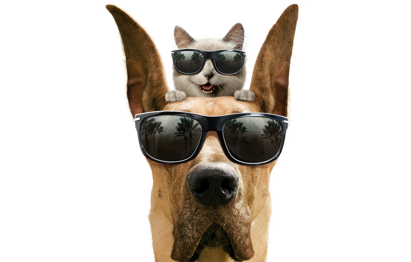Photo wallpaper cat, smile, dog, glasses, white background, dog, Marmaduke, Marmaduke