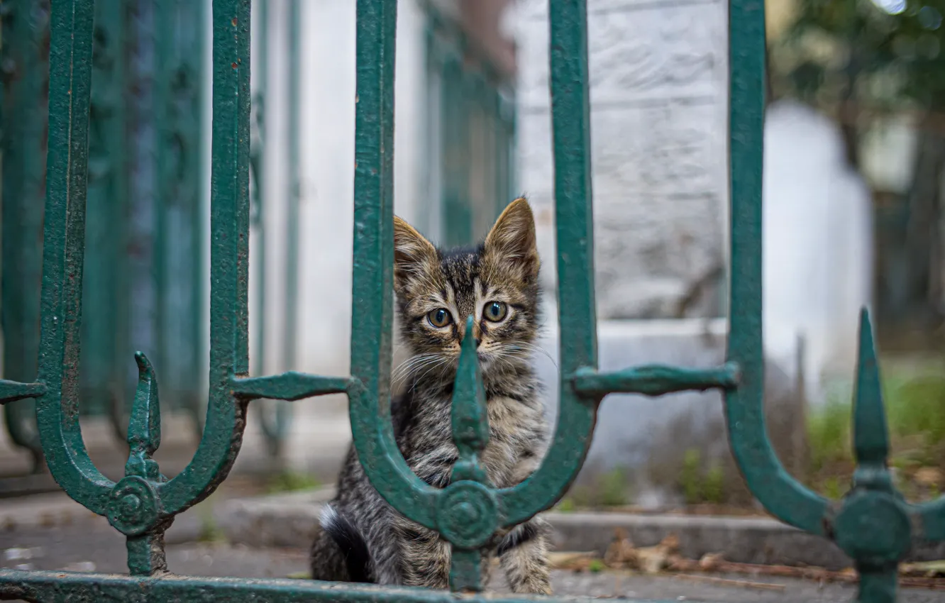 Photo wallpaper the fence, baby, kitty