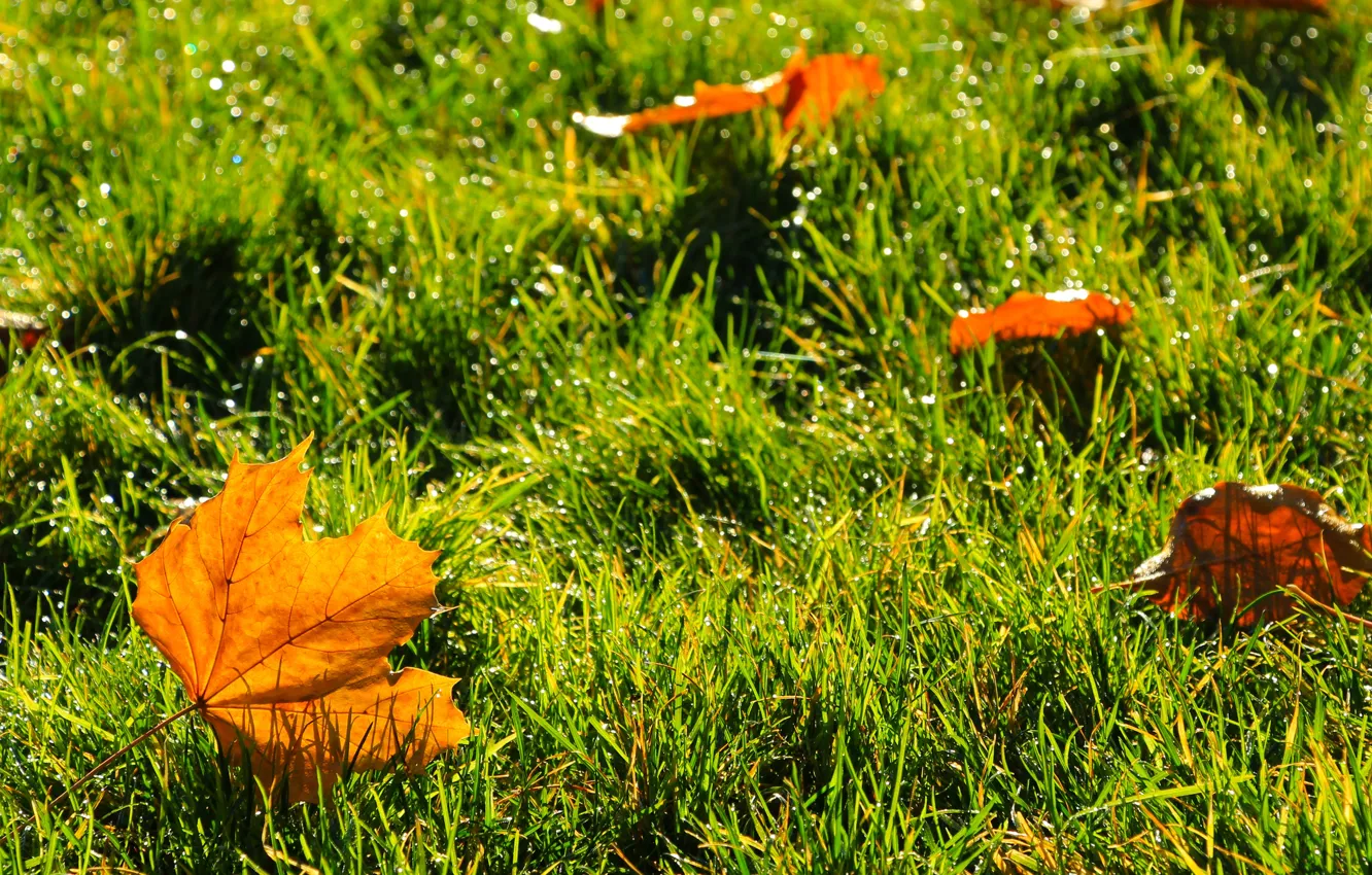 Photo wallpaper grass, yellow, autumn, leaf